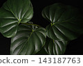 黑色背景上的綠葉 02 143187763