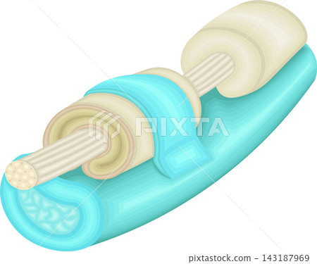 Anatomical illustration showing the structure of tendons and tendon sheaths and synovial fluid. 143187969