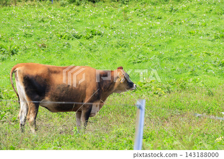Cows grazing on the Hiruzen Jersey Land plateau Cows grazing on the Hiruzen Jersey Land plateau 143188000