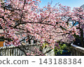 Atami City, Shizuoka Prefecture, Atami Sakura, Itokawa Promenade, Early February 143188384