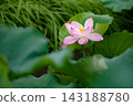 Pink lotus flowers bloom amidst the green lotus leaves of Shinobazu Pond. 143188780