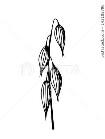 Simple hand-drawn vector drawing in black outline. Spikelet of oats isolated on white background. Cereal crops, flour products, oatmeal. For labels, packaging. Ink sketch. Simple hand-drawn vector drawing in black outline. Spikelet of oats isolated on white background. Cereal crops, flour products, oatmeal. For labels, packaging. Ink sketch. 143188796