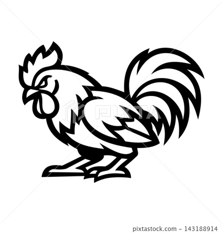 Aggressive Rooster Cock Fighting Bird Vector Illustration 143188914