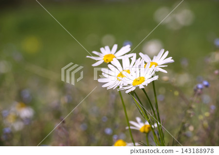 Wild Chamomile Flowers Blooming in Sunny Meadow During Spring Season for Natural Background Wild Chamomile Flowers Blooming in Sunny Meadow During Spring Season for Natural Background 143188978