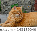 A fluffy ginger cat lying calmly on a paved stone surface outdoors against a textured wall background. 143189040