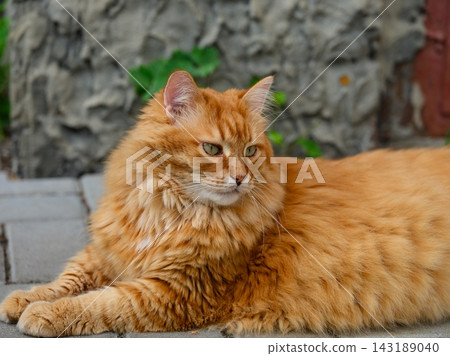 A fluffy ginger cat lying calmly on a paved stone surface outdoors against a textured wall background. A fluffy ginger cat lying calmly on a paved stone surface outdoors against a textured wall background. 143189040