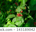 A close-up shot of unripe red blackberries ripening on a green bush branch among lush green leaves under sunlight. 143189042