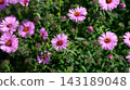A pink new england aster flowers blooming on a bush with green leaves in a sunny garden. 143189048
