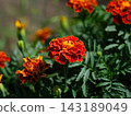A close-up shot of bright orange and red marigold flowers blooming on a bush with dark green leaves in a garden. 143189049