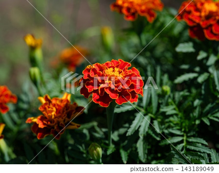 A close-up shot of bright orange and red marigold flowers blooming on a bush with dark green leaves in a garden. A close-up shot of bright orange and red marigold flowers blooming on a bush with dark green leaves in a garden. 143189049