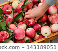 Woman hand taking apple from a heap of freshly harvested organic apples in a crate. 143189051
