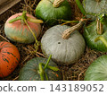 Freshly harvested pumpkins lying on a bed of dry straw. 143189052