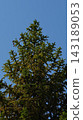 Close-up shot of a top of spruce tree with cones against a blue sky. 143189053
