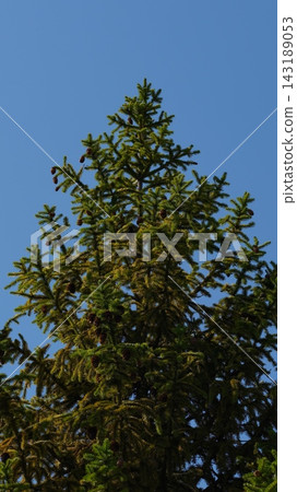 Close-up shot of a top of spruce tree with cones against a blue sky. Close-up shot of a top of spruce tree with cones against a blue sky. 143189053