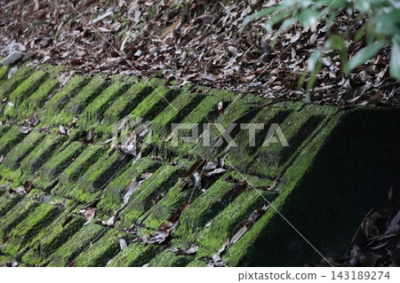 覆蓋著天然綠植的混凝土塊 覆蓋著天然綠植的混凝土塊 143189274
