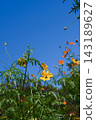 Yellow cosmos flowers blooming against a blue sky 143189627