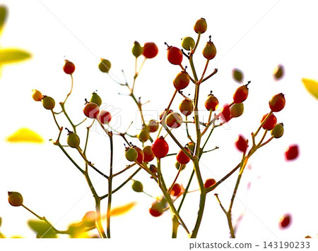 攀緣玫瑰的紅色玫瑰果 - 1 攀緣玫瑰的紅色玫瑰果 - 1 143190233