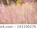 Muhlenbergia capillaris (pink muhly grass) wet with rain 143190276