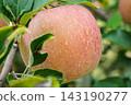 Apples, wet from the rain, almost ready for harvest. 143190277