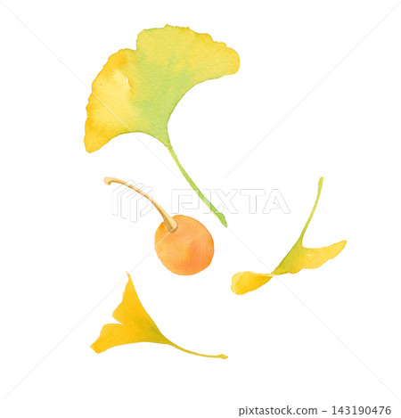 Watercolor illustration of ginkgo trees and ginkgo nuts. Simple autumn clipart. 143190476