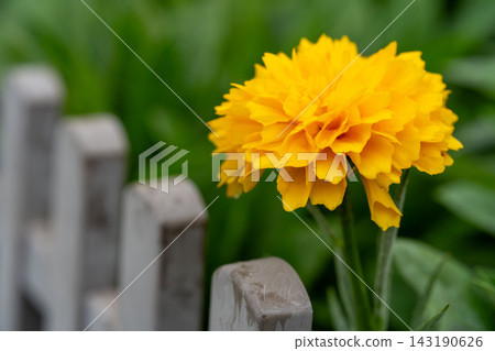 黃色萬壽菊 143190626