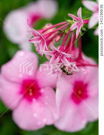 花瓣和昆蟲 花瓣和昆蟲 143190636