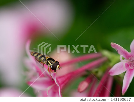 花瓣和昆蟲 143190637