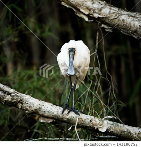 Royal Spoonbill Royal Spoonbill 143190752