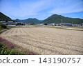 A scene of rice fields after the harvest and a blue sky. 143190757