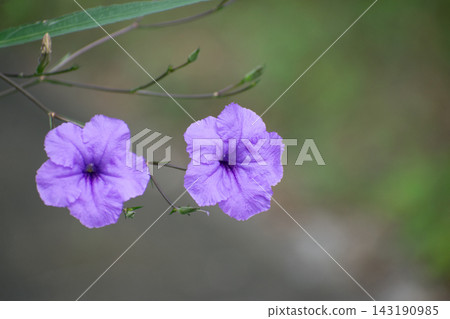 Willow Val Ali看到了花 Willow Val Ali看到了花 143190985