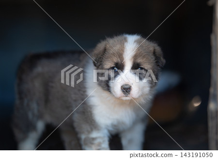 funny mixed breed dog beautiful portrait on blurred glossy background warm colors puppy walk funny mixed breed dog beautiful portrait on blurred glossy background warm colors puppy walk 143191050