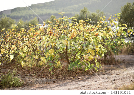 Autumn leaves on a fig tree. Unusual autumn foliage background. Fall fruit tree wallpaper. Screensaver or background with copy and text space. Autumn leaves on a fig tree. Unusual autumn foliage background. Fall fruit tree wallpaper. Screensaver or background with copy and text space. 143191051