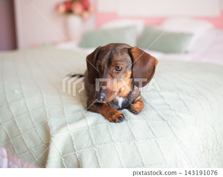 Cute brown dachshund is lying on the bed Cute brown dachshund is lying on the bed 143191076
