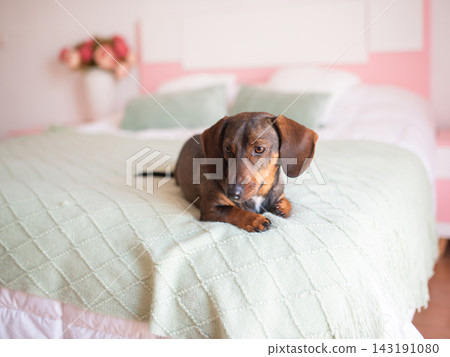Cute brown dachshund is lying on a white bed Cute brown dachshund is lying on a white bed 143191080