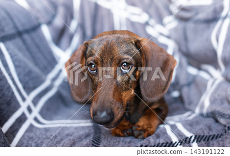 brown dachshund on a gray background brown dachshund on a gray background 143191122