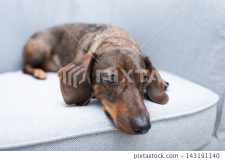 A brown dachshund on a gray armchair, resting A brown dachshund on a gray armchair, resting 143191140