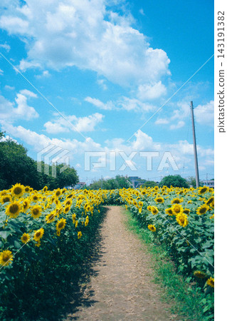 通往向日葵田的路 通往向日葵田的路 143191382