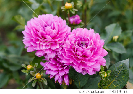 Dahlia Karma Lagoon Blooming in Garden Dahlia Karma Lagoon Blooming in Garden 143191551