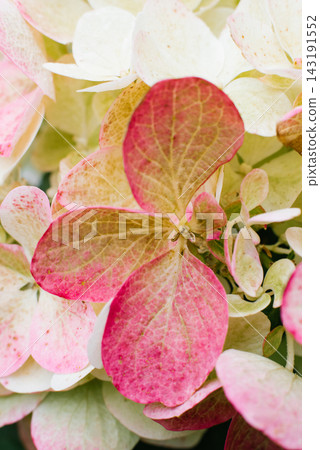Hydrangea Paniculata Diamond Rouge Petal Macro Photography Hydrangea Paniculata Diamond Rouge Petal Macro Photography 143191552