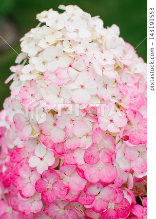 Hydrangea Framboisine Panicle Flowers Close Up Hydrangea Framboisine Panicle Flowers Close Up 143191553