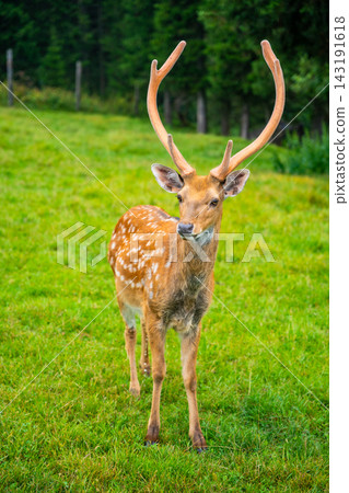 Male deer with antlers standing on green grass in a natural landscape, surrounded by trees and foliage in a serene outdoor setting 143191618