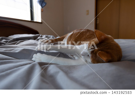 Cat lying down and relaxing Brown tabby and white Cat lying down and relaxing Brown tabby and white 143192583