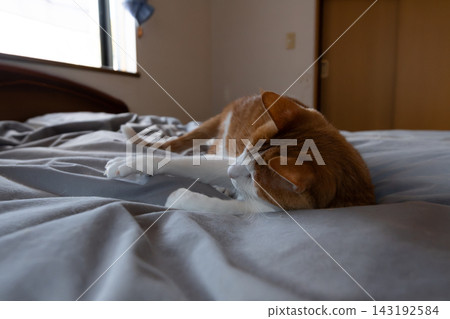 Cat lying down and relaxing Brown tabby and white Cat lying down and relaxing Brown tabby and white 143192584