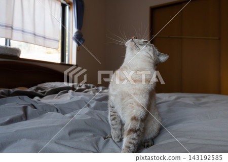 Cat playing with toys Cat playing with toys 143192585