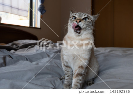 Staring cat Siamese tabby cat 143192586