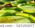 Close-up Victora Regia Amazonica giant water lily pads glow green yellow petals rippling lake surface. Natural waterlily patterns lush wetland environment exotic tropical serenity in tropical pond 143192657