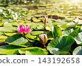 Pink water lily blooms among vibrant lily pads floating on calm lake pond warm sunny day. Green fresh lotus leaves reflect golden sunshine, creating tranquil aquatic scene of fresh summertime beauty 143192658