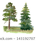 Watercolor pine and spruce trees on green grassy meadow, hand painted evergreen forest landscape illustration 143192707