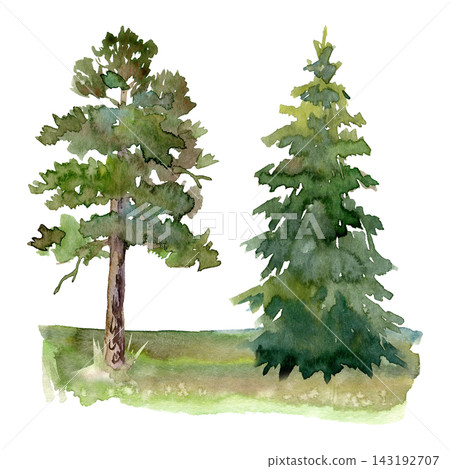 Watercolor pine and spruce trees on green grassy meadow, hand painted evergreen forest landscape illustration 143192707