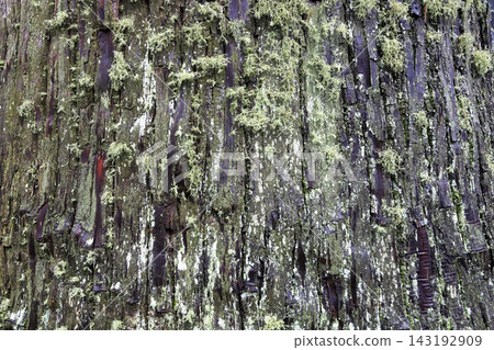 生長在雪松樹皮上的苔蘚和地衣(松蘿屬) 生長在雪松樹皮上的苔蘚和地衣(松蘿屬) 143192909
